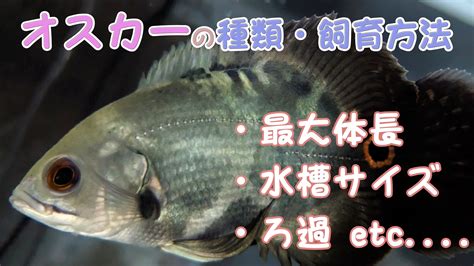 中型魚種類